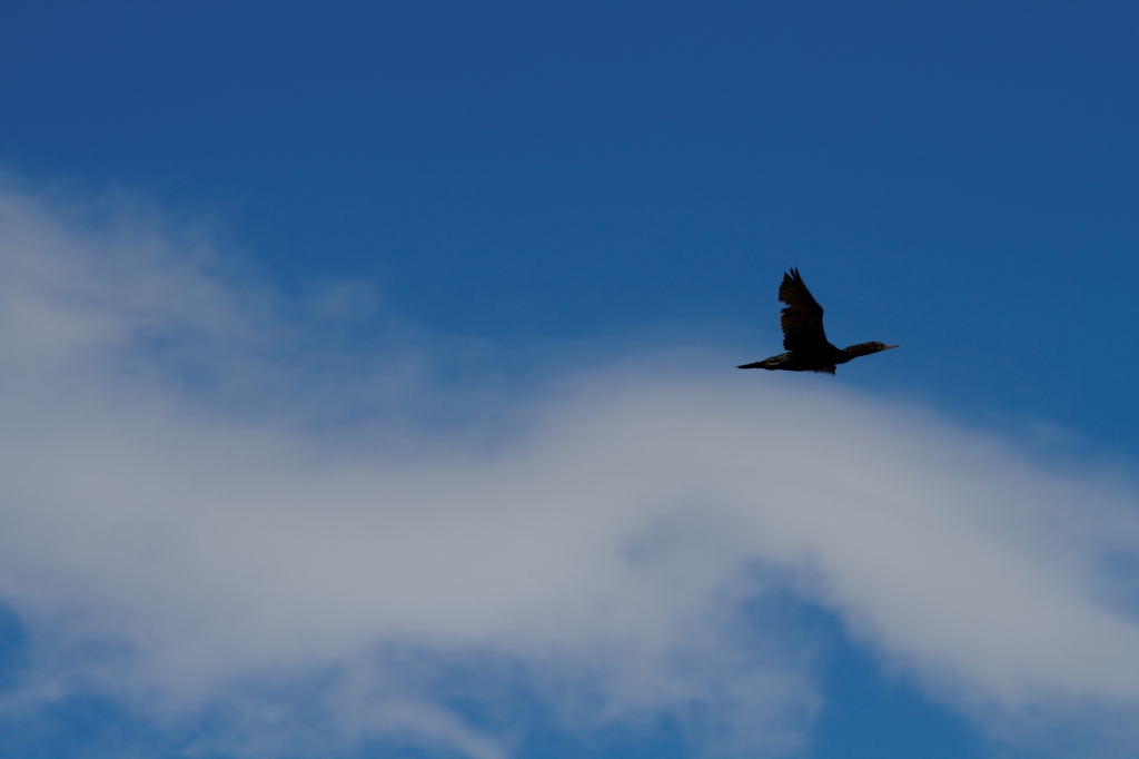 02 - Tamar island (0).jpg